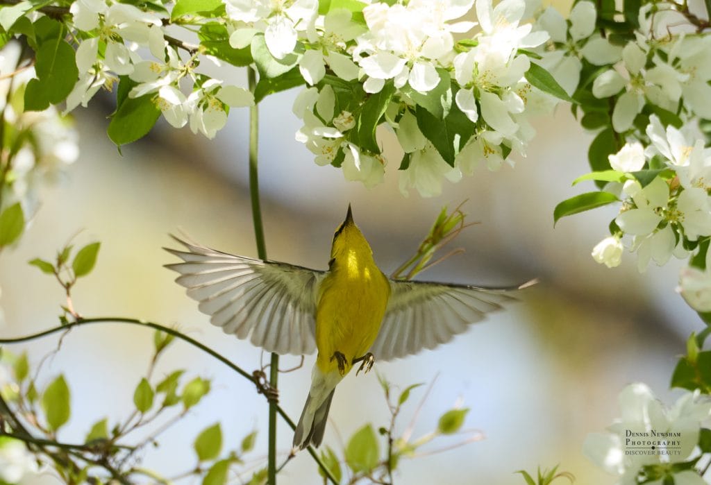 Blue-winged Warbler Flying in Central Park, NYC. April 2025