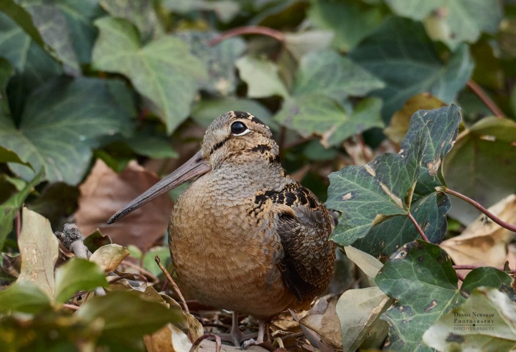 American Woodcock in Bryant Park, New York City