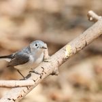 Blue-gray Gnatcatcher in Central Park, New York City