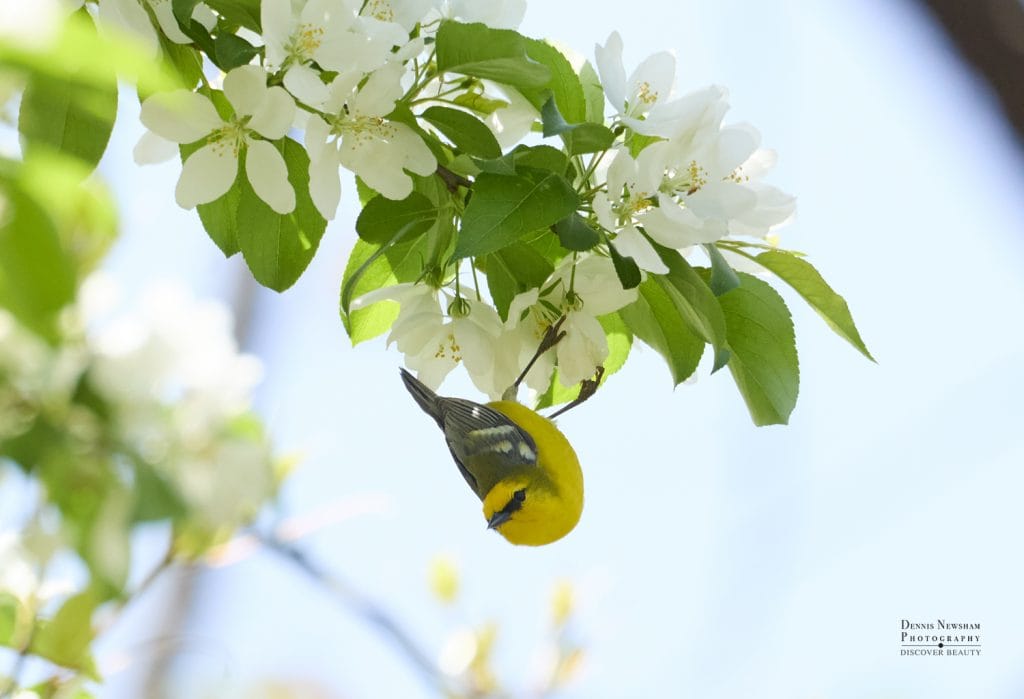 Blue-winged Warbler in NYC