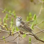 Chipping Sparrow in Central Park, New York City