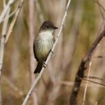 Eastern Phoebe in Central Park, New York City