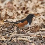 Eastern Towhee in Central Park, New York City