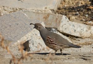 A Gambel’s Quail walking around in Palm Springs, CA Area. 1/2025 Photo by Dennis Newsham