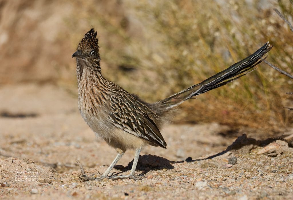 Greater Roadrunner in Palm Springs, CA Area. Photo by Dennis Newsham Janurary, 2025