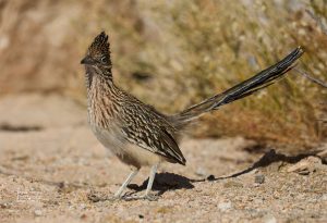 Greater Roadrunner in Palm Springs, CA area. Photo by Dennis Newsham 1/2025