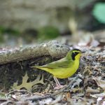 Kentucky Warbler in Central Park, New York City