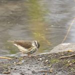 Louisiana Waterthrush in Central Park, New York City