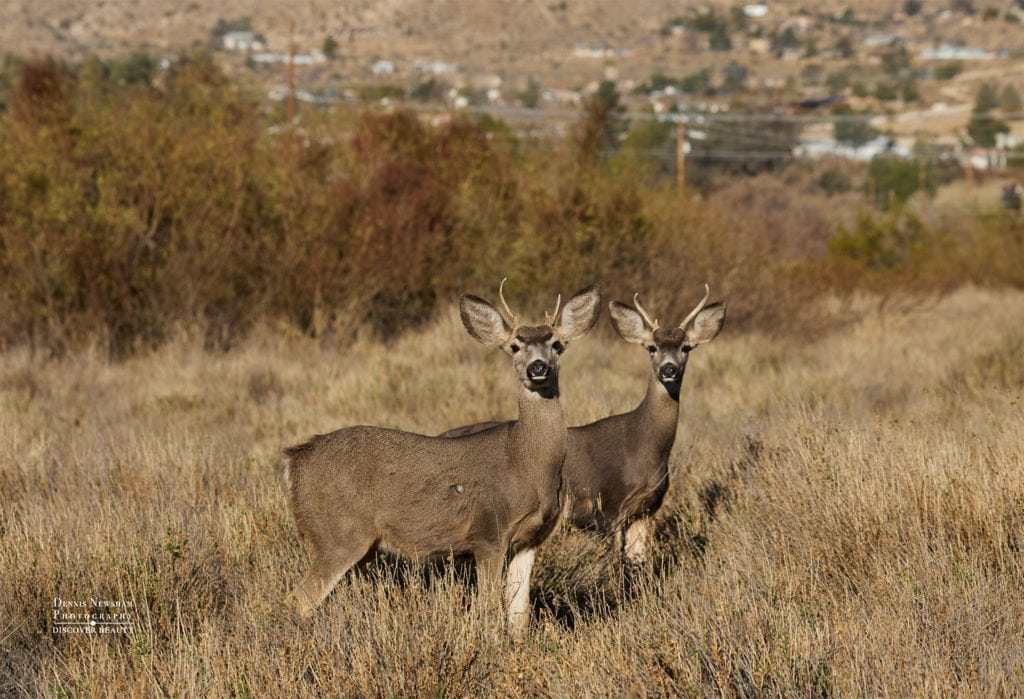 Two Mule bucks standing in a grassy field in Palm Springs, CA. Photo by Dennis Newsham 1/2025