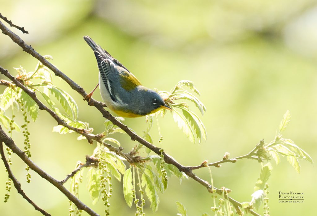 Northern Parula in Central Park, New York City