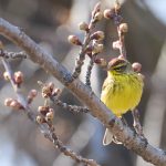 Palm Warbler in Central Park, New York City