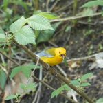 Prothonotary Warbler in Central Park, New York City
