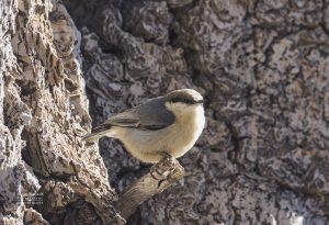 Pygmy Nuthatch posing on a short tree branch. Photo by Dennis Newsham