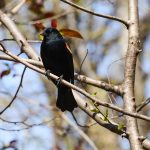 Red-winged Blackbird in Central Park, New York City