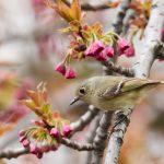 Ruby-crowned Kinglet in Central Park, New York City