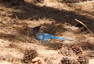 A Stellar Jay posed lying down in Pine needles. By Palm Springs , CA 1/2025 Photo by Dennis Newsham