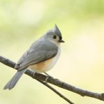Tufted Titmouse in Central Park, New York City
