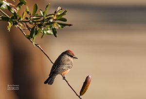 A Vermilion Flycatcher Posing on a brach in nice moody light in the Palm Springs, CA Area 1/2025 Photo by Dennis Newsham