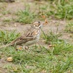 Vesper Sparrow in Central Park, New York City