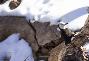 A White-headed woodpecker in the mountains of Palm Springs, CA 1/25025 Photo by Dennis Newsham