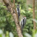 Yellow-bellied Sapsucker pair in Central Park in New York City.