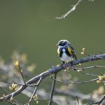 Yellow-rump Warbler in Central Park, New York City