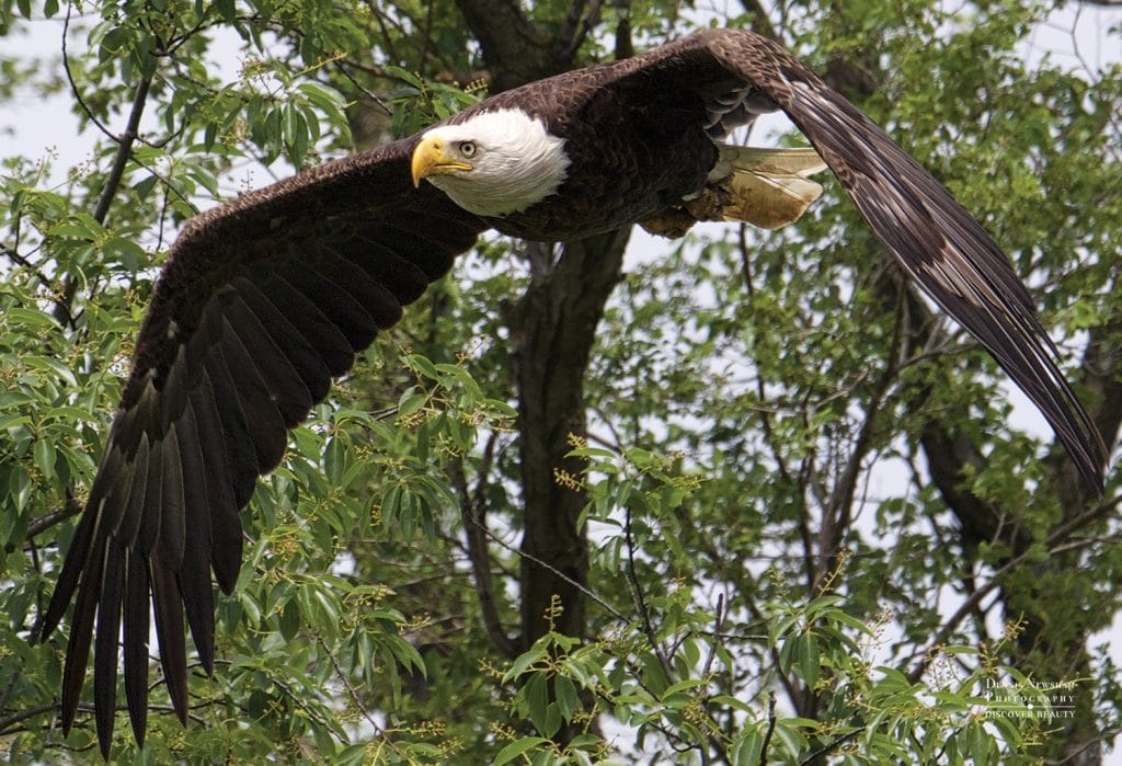 Bald Eagle in Flight with tress in the background -Staten Island NYC