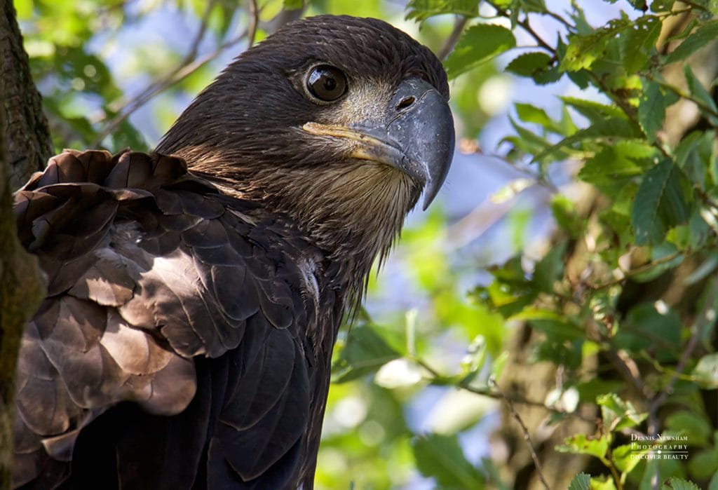 Bald Eagle Face in Staten Island New York City