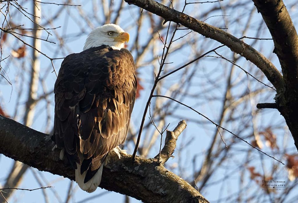 Balg Eagle Posing on a branch in Riverside Park in New York City with a blue sky behind him.