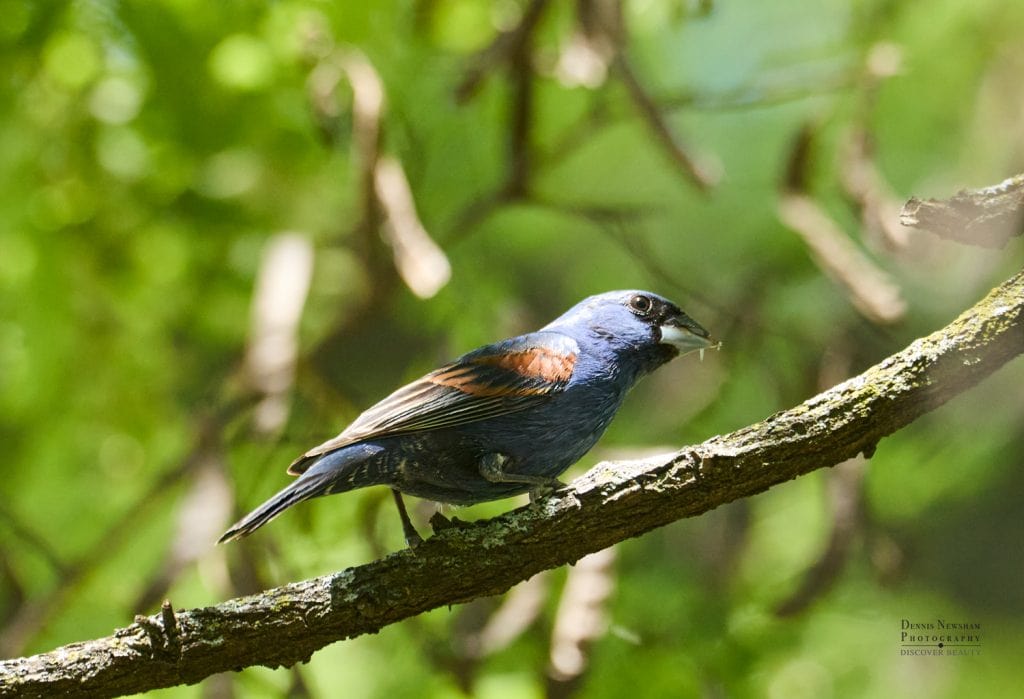 Blue Grosbeak NYC - Central Park New York City posing on a branch during Spring Migration