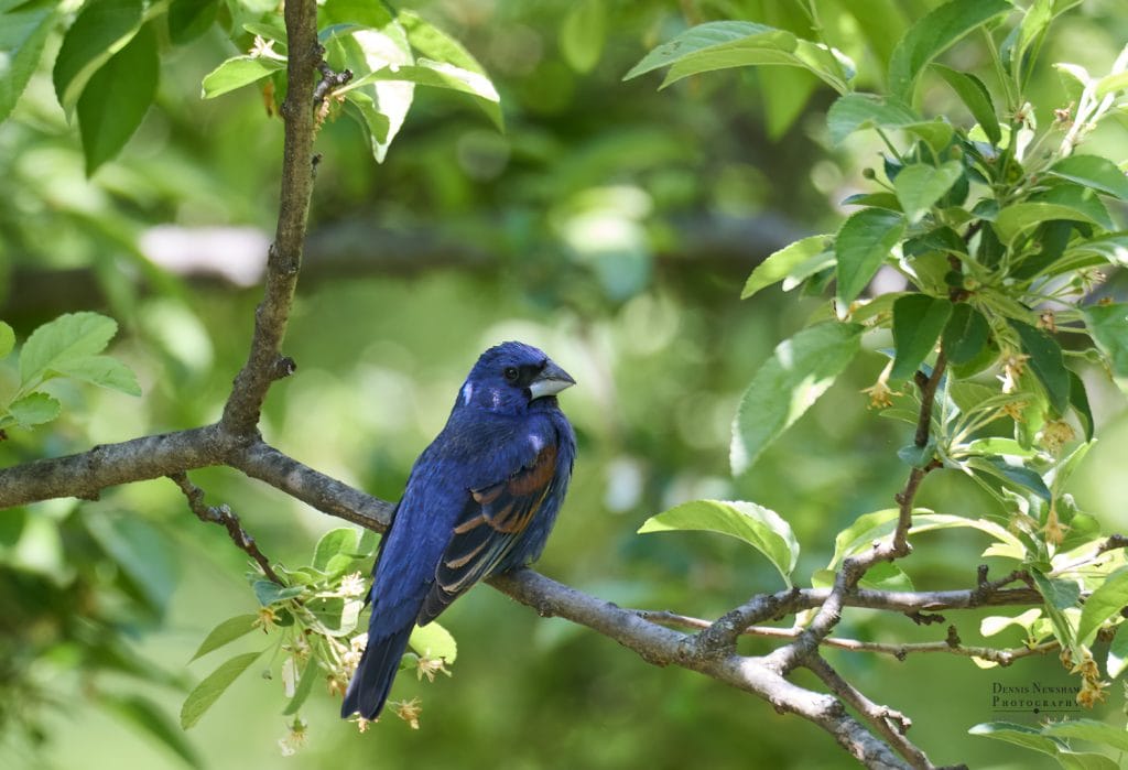 Blue Grosbeak perched in a tree in Central Park during spring migration