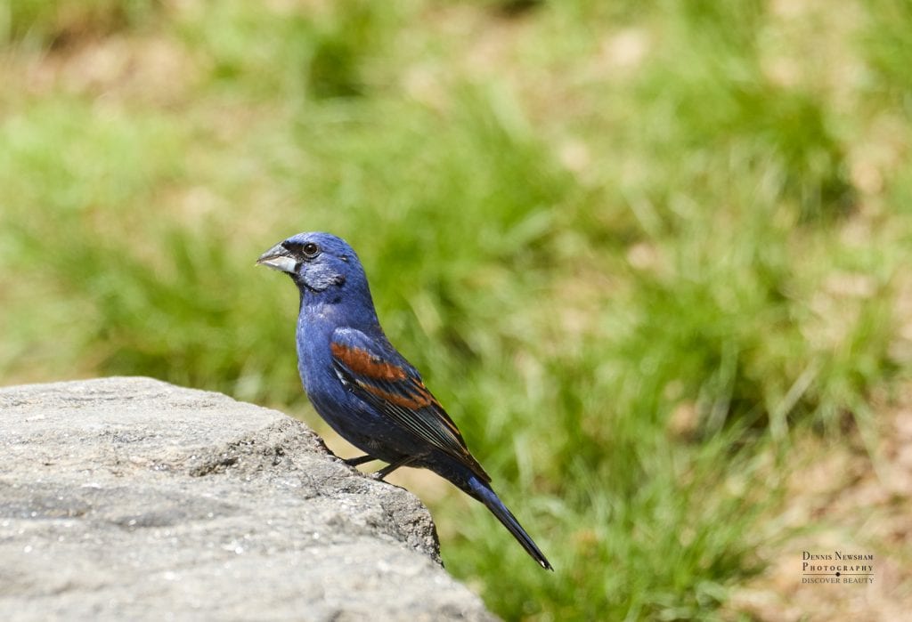 Blue Grosbeak posing on a rock in sunshine in Central Park New York City by Dennis Newsham