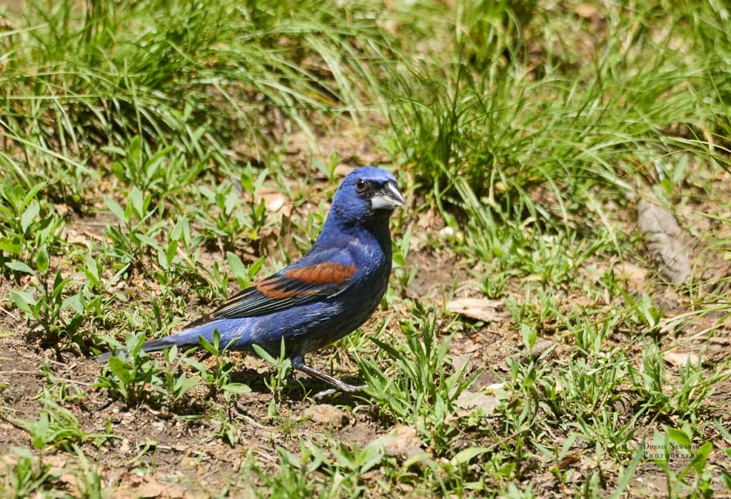 Urban birding in NYC - Blue Grosbeak sighting