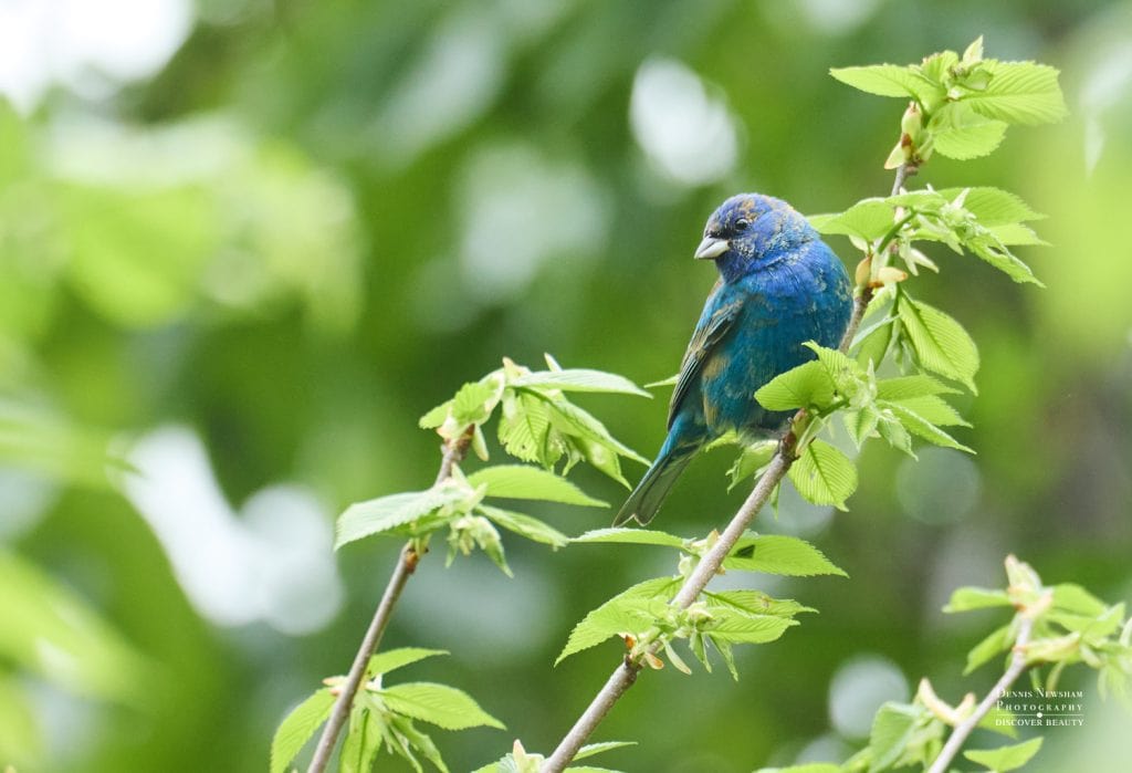 Indigo Bunting during Spring Migration 2025 in Central Park, NYC