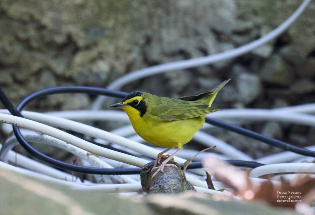 Kentucky Warbler during Spring Migration 2025 in Central Park, NYC