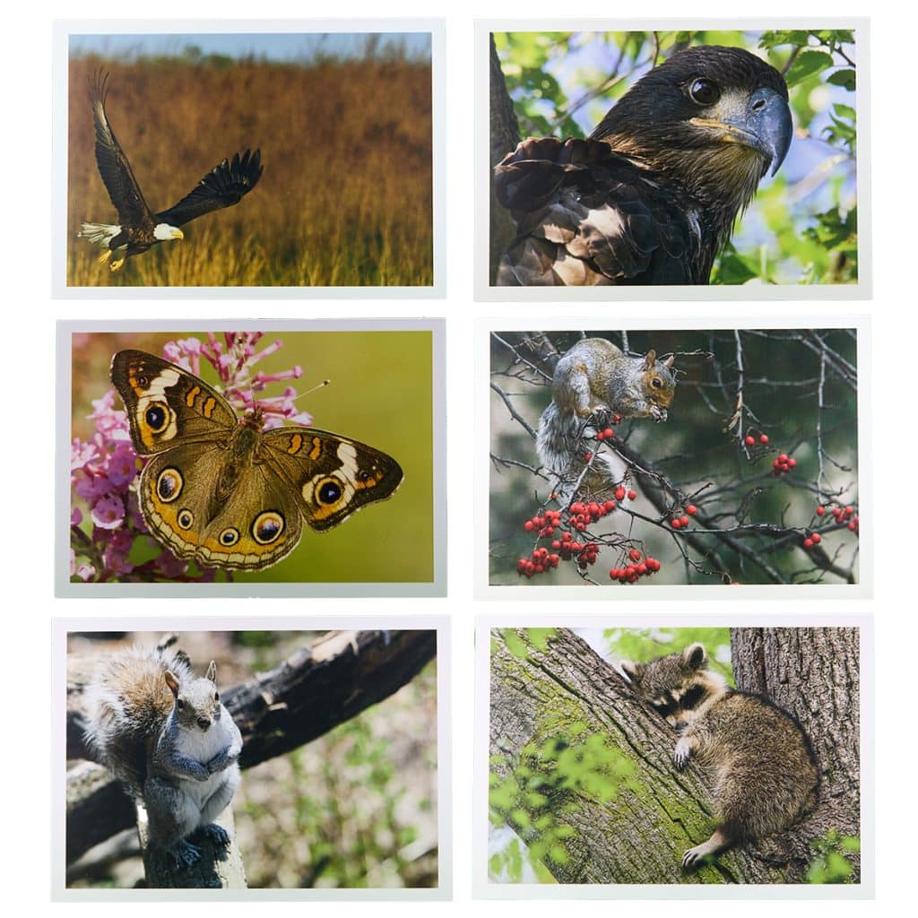 Set of 10 Cards featuring different Wildlife choose your ten.