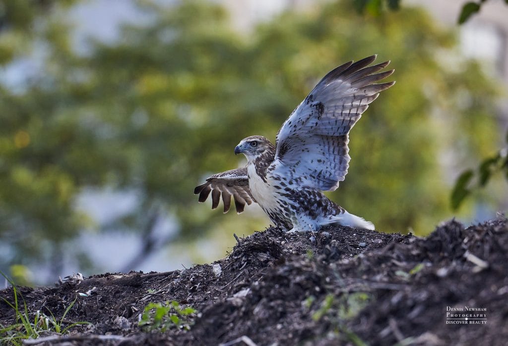Red-tailed Hawk Holding up its wings on compost heap in Central Park, NYC Photo by Dennis Newsham