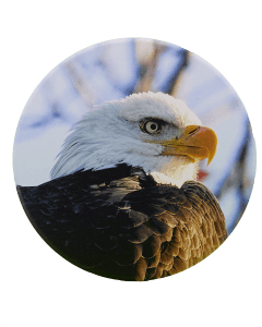 Bald Eagle Ceramic Coaster by Dennis Newsham