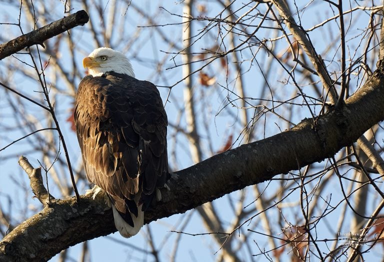 Bald Eagle in Riverside Park– NYC wildlife photography by Dennis Newsham