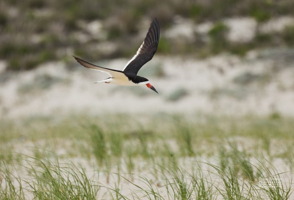 Black Skimmer flying at Nickerson Beach– NY during a summer birding day trip from NYC – photo by Dennis Newsham