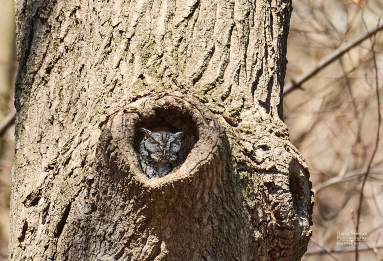 Eastern Screech Owl in Inwood Hill Park – NYC wildlife photography by Dennis Newsham