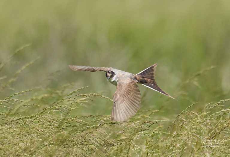 Fork-tail Flycatcher on Randall's Island – NYC wildlife photography by Dennis Newsham