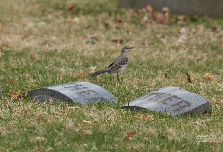 Mocking Bird in Green-Wood Cemetery – NYC wildlife photography by Dennis Newsham