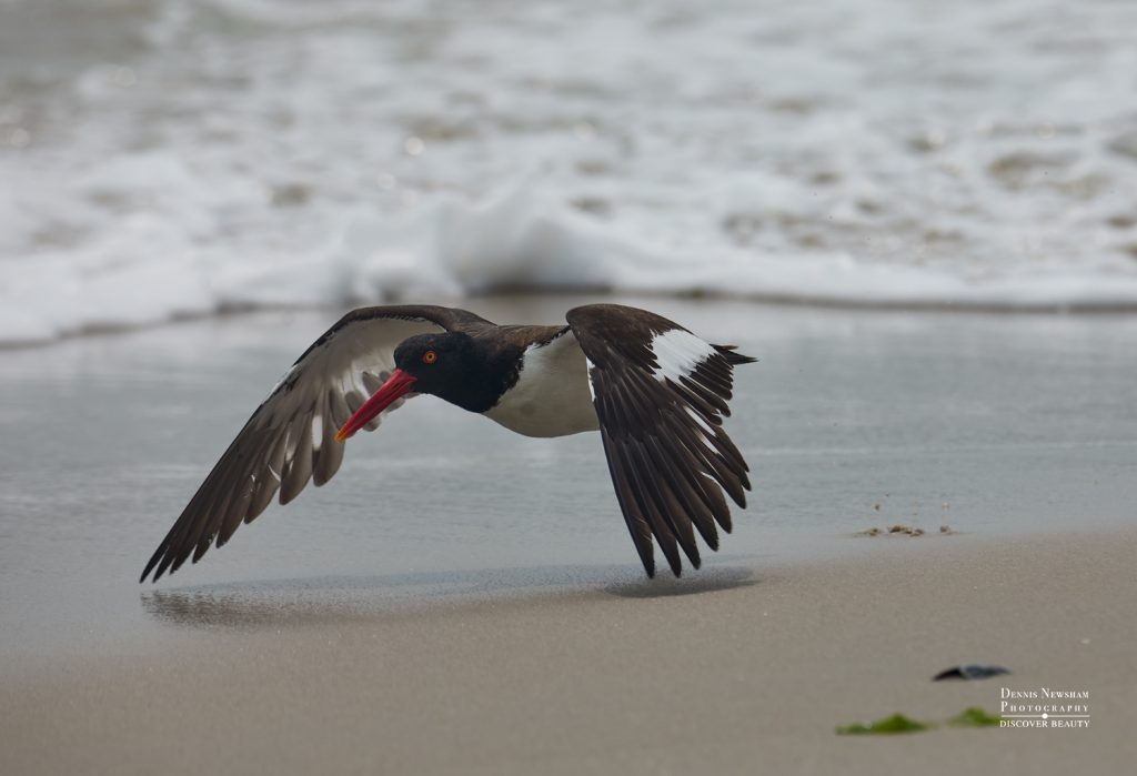 Oystercatcher at Nickerson Beach during a summer birding day trip from NYC – photo by Dennis Newsham