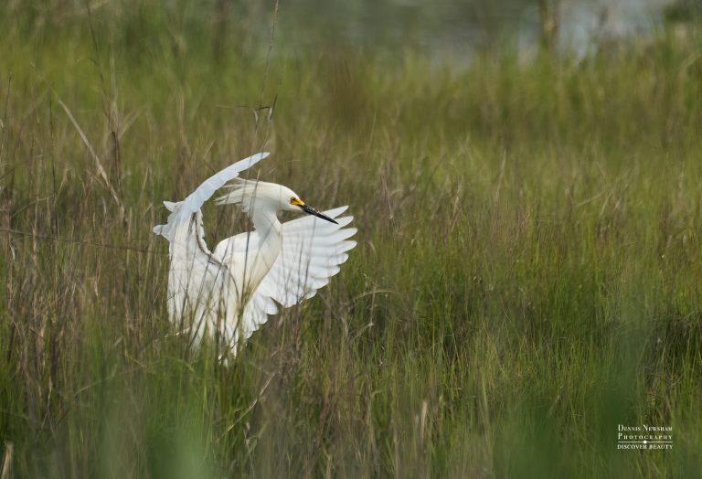 Snowy Egret in the grass at Lido Beach Passive Nature Area during a summer birding day trip from NYC – photo by Dennis Newsham