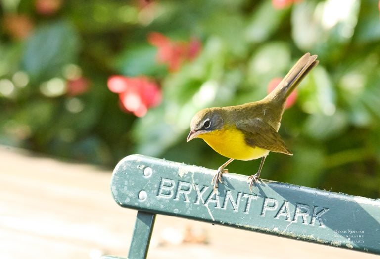 Yellow-breasted Chat in Bryant Park– NYC wildlife photography by Dennis Newsham