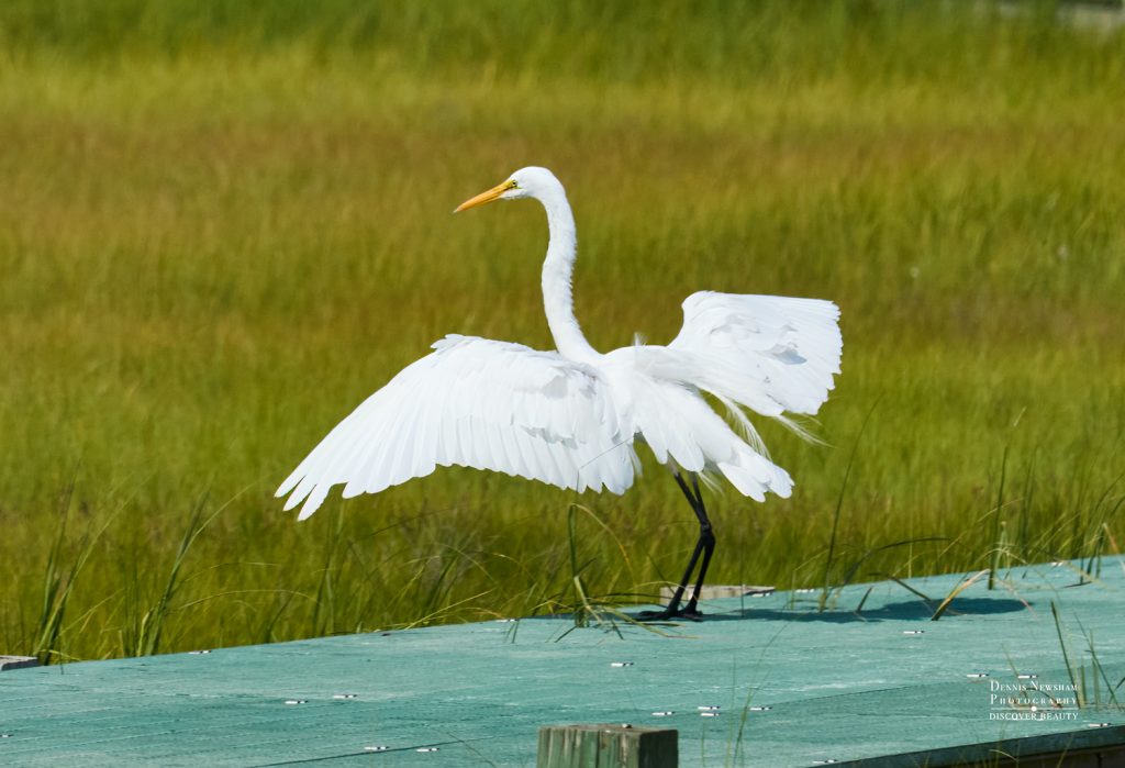 Great Egret Marine Nature Study Area 2024 Dennis Newsham