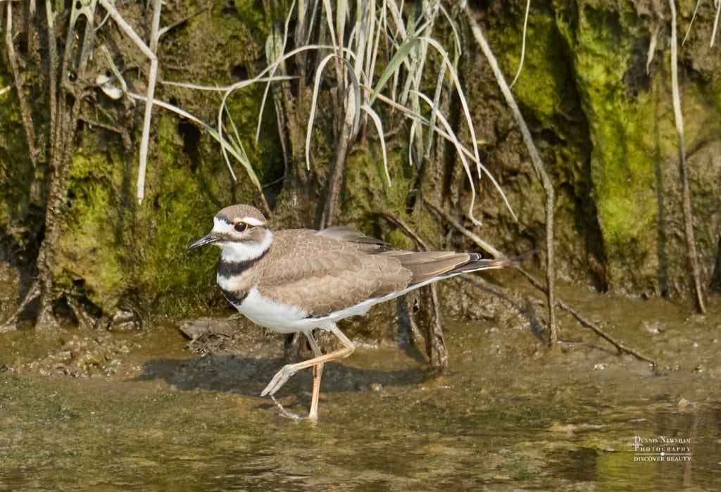 Killdeer at Marine Nature Study Area Photo by Dennis Newsham
