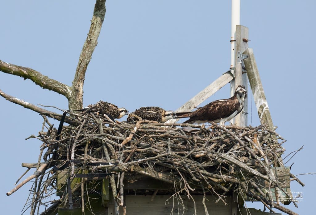 Osprey Family in Nest at Marine Nature Study Area 2025 Dennis Newsham