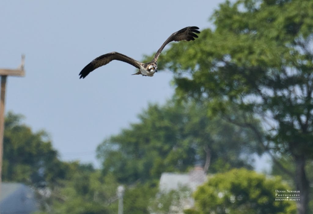 Osprey Marine Nature Study Area 2024 Dennis Newsham